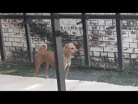 Shardha Calling A Stray Dog At Home...!