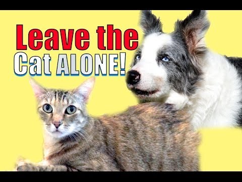 How to train your dog to leave your cat alone - YouTube