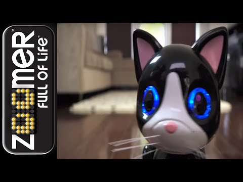 Zoomer | Zoomer Kitty | Dance of the Kitty!