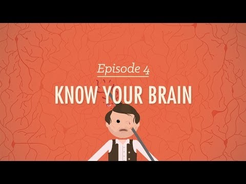 Meet Your Master - Getting to Know Your Brain: Crash Course Psychology #4