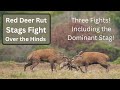 Red Deer Rut The Dominant Stags Epic Fight