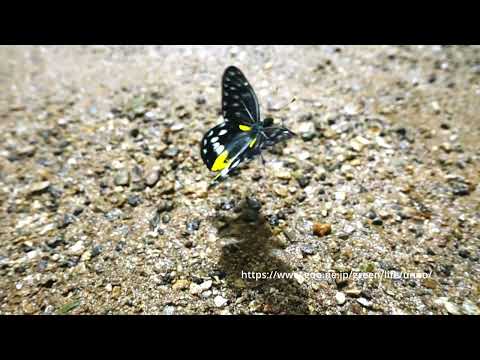 タイのカザリシロチョウの飛翔