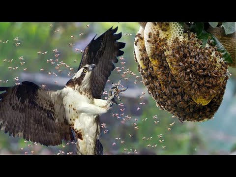 What Happens When Reckless Animals Dare To Attack A Big Beehive?