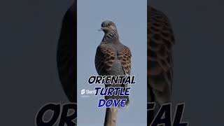 Download lagu Suara Merpati Kura-kura Oriental mp3 Download lagu Suara Merpati Kura-kura Oriental mp3