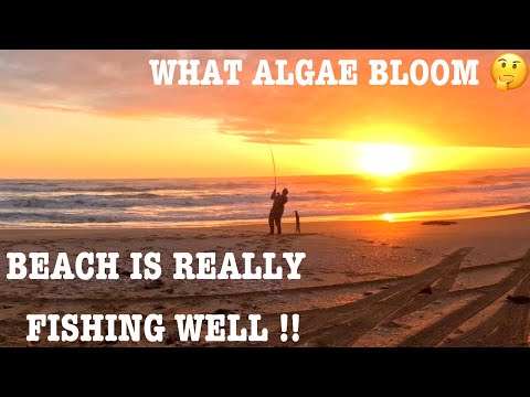 BEACH IS FISHING REALLY WELL !!  WHAT ALGAE BLOOM 🤔 Ep 85