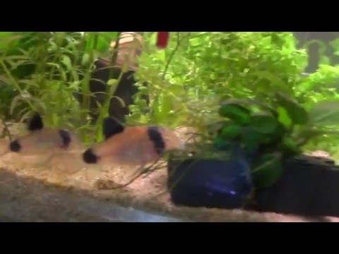 mes coridoras pandas 01