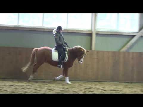 Hongre 2014 The Breas My Mobility x Don't Worry