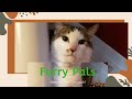 Gray Tabby Cat With A Tabby Cat Personality