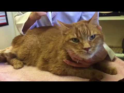 Advice for the newly diagnosed diabetic cat