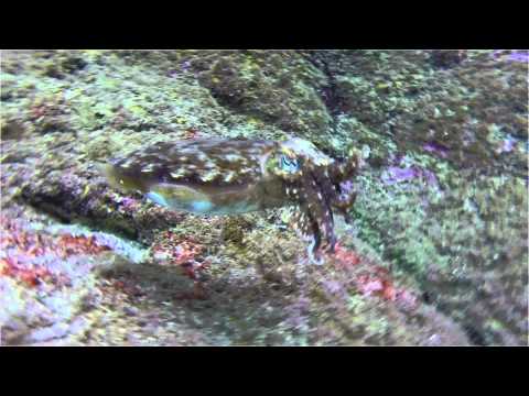 Ocean Dreams Tenerife by David Lorente