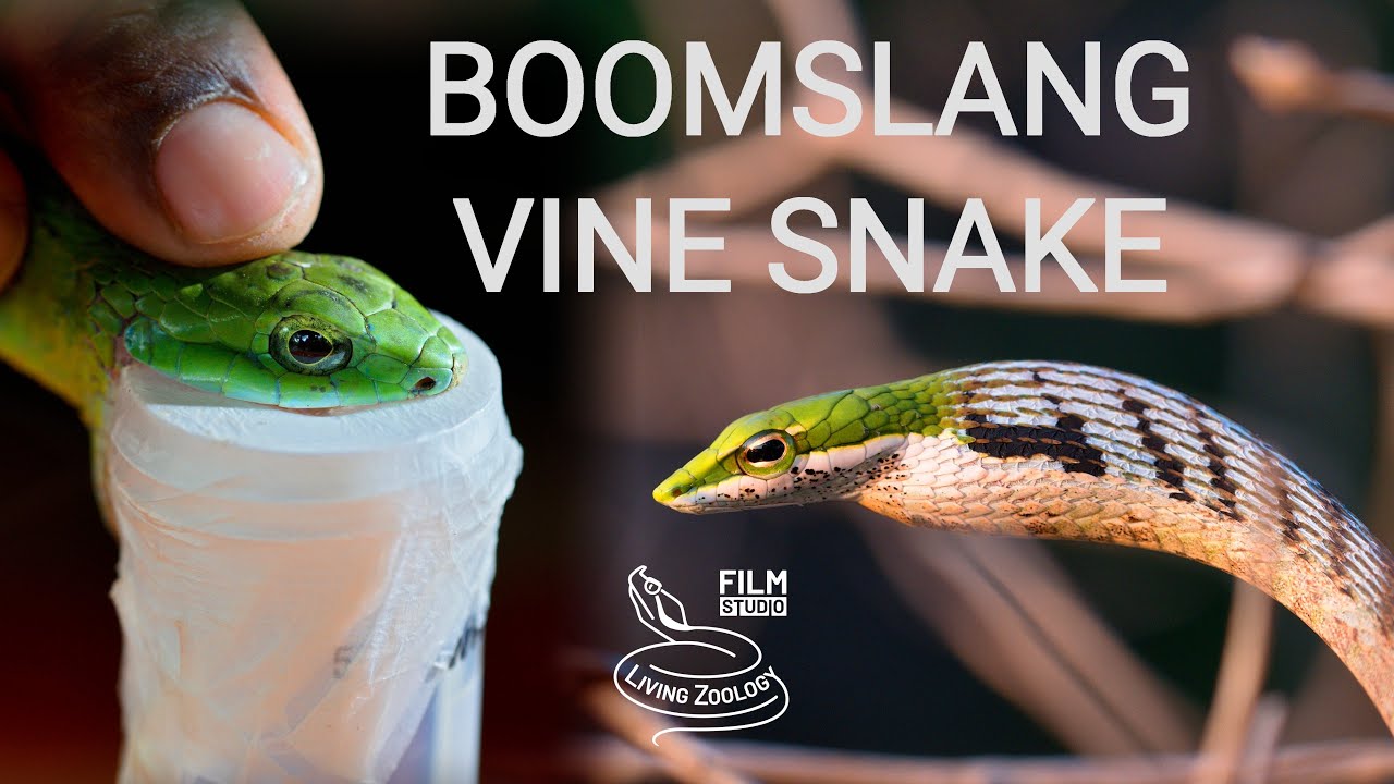 Deadly venomous snakes of Africa - Boomslang and vine snakes or twig snakes, venom extraction - YouTube