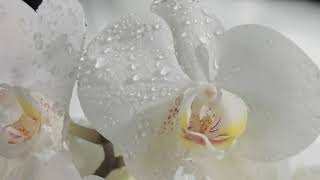 It's In The Rain - ENYA PIANO INSTRUMENTAL by David Castagna