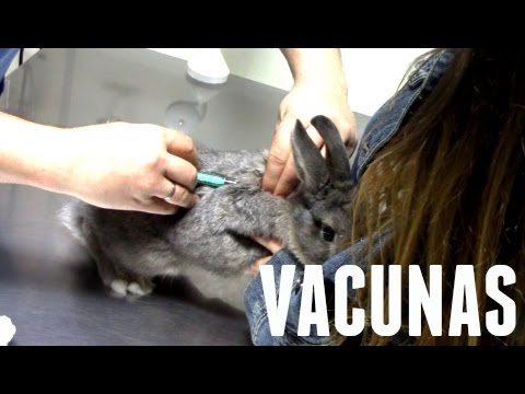 , title : 'Vacunas en conejos'