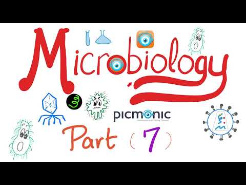 Microbiology -Gram (-) | Hemophilus, Bordetella, Pasturella, Brucella, Francisella -Picmonic -Part 7