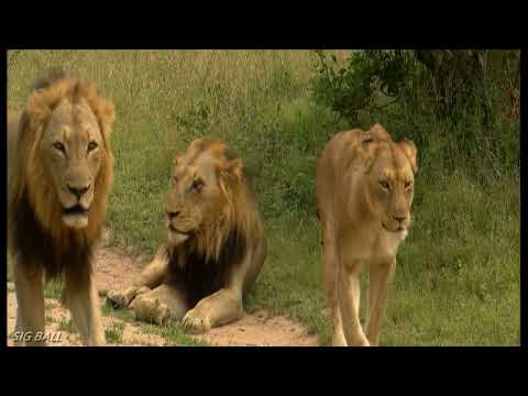 Rollercoaster Males /Shaw Males - 2001 - 2002  and the Sparta Lionesses/Mak Sen /Broken Nose