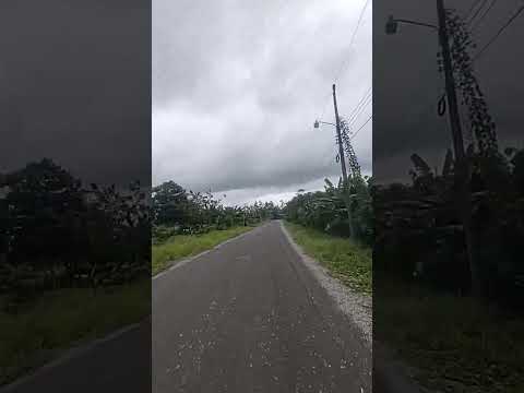 Zona Rural guácimo de Limón, Costa Rica 🇨🇷