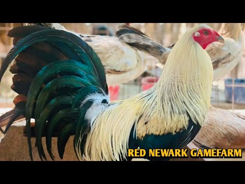 Regular Grey Penny Hatch Kelso - RED NEWARK FARM