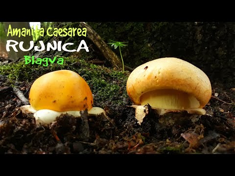 Rujnica - Blagva - Kneginja - Lat. Amanita caesarea