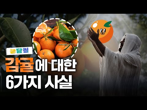 감귤, 당신이 몰랐던 6가지 사실|농담짚