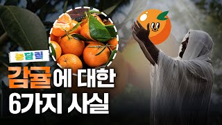감귤, 당신이 몰랐던 6가지 사실|농담짚