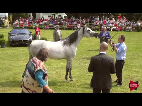 N.92 NABEEL AL NASSER - Bruges 2018 C European - Geldings (Class 14)