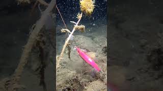 「タコもエギ好きやねん」で海底のサビキ回収 #釣り #水中撮影