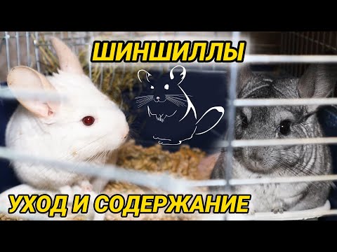 Шиншиллы - уход и содержание. Как ухаживать за шиншиллой в домашних условиях