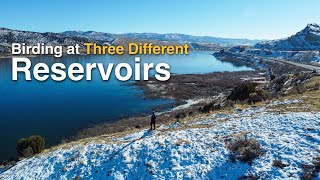 I Spent a Day Birding at Three Different Reservoirs