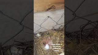 #doves #animals #love