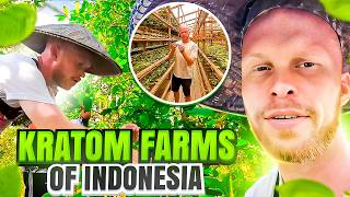 Download lagu Inside Borneo’s Kratom Market: Kratom Farms of Kapuas Hulu mp3 Download lagu Inside Borneo’s Kratom Market: Kratom Farms of Kapuas Hulu mp3