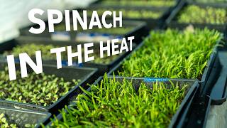 Germinating Spinach (and others) in the Heat + Remembering Wendell Berry