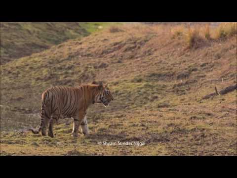 The Longest Road (Deadmau5 Rmx) - Morgan Page Feat Lissie  (With Lyrics)