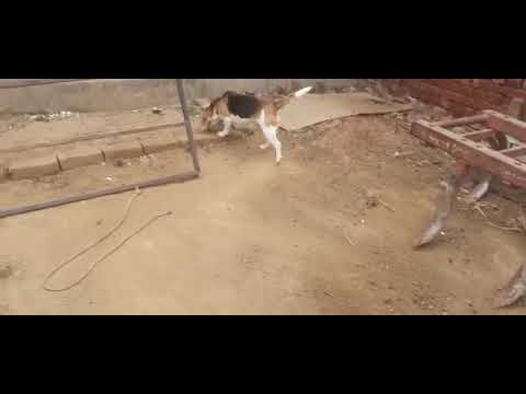 Beagle puppies available for sale at kushagra dog kennel call now 8303399198