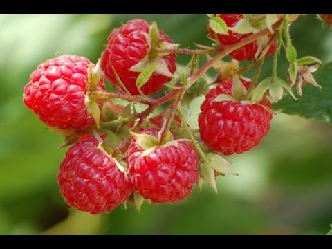 , title : '► 7 Benefits of Raspberries | Health Care