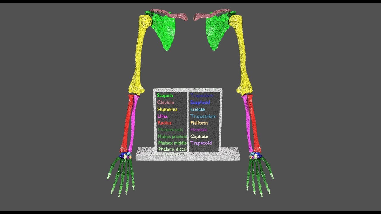 Upper Limbs with girdle color coded 3D Model