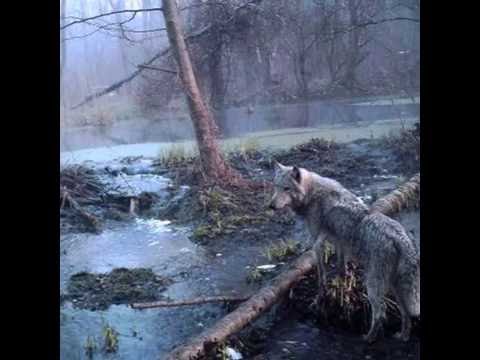 Ziqooh vs Kraken Kronik - Distorting Reality