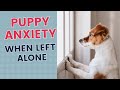 Avoid Puppy Anxiety When Left Alone