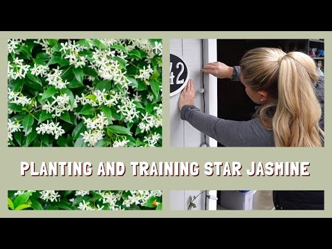 Planting and Training My Star Jasmine
