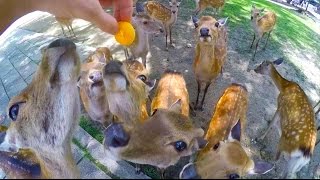 DO DEER LIKE CHEETOS? - Nara Japan