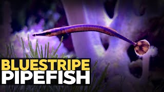 Adding Bluestripe Pipefish!! (17g - 10/11/2020)