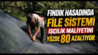  Fındık Hasadında File Sistemi İşçilik Maliyetini Yüzde 80 Azaltıyor