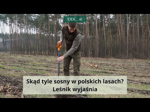 Skąd tyle sosny w polskich lasach? Leśnik wyjaśnia #41