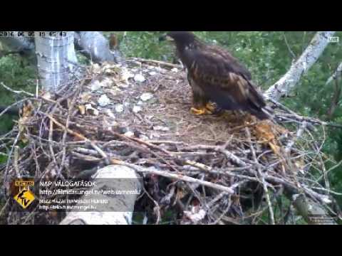 Hungary WTE 6 5 16 744pm Getting Big