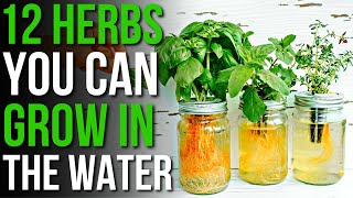 Thumbnail for video: 12 Herbs You Can Grow in Water! | How to Grow Herbs in Water