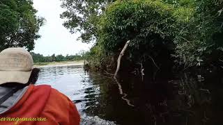 preview picture of video 'Pengalaman tak terlupakan menaiki kelotok, perahu tradisional Kalteng'