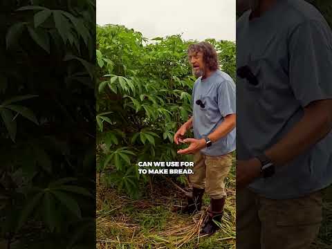 Cassava Explained: Permaculture's Tropical Root Staple (Part 1)