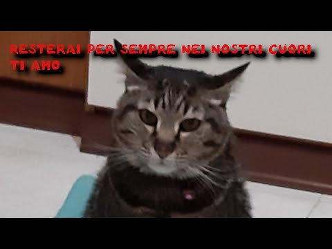 BATUFFOLO RESTERAI PER SEMPRE NEI NOSTRI CUORI TI AMO