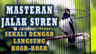 Download lagu JALAK SUREN  GACOR KOAR KOAR SUDAH TERBUKTI  PASTI BIKIN JALAK SURENLAIN IKUT BUNYI  #jalaksuren mp3