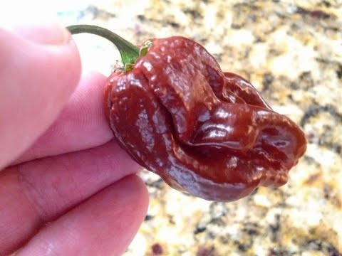 The "Brazilian Ghost Pepper" Pod Review for John Ford (1,430,000 SHU tested)  Extremely Hot!!