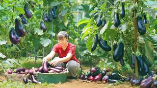 Use Truck To Harvest & Transport Tons Of Eggplant Goes To Sell At The Market | Phương Farm Life